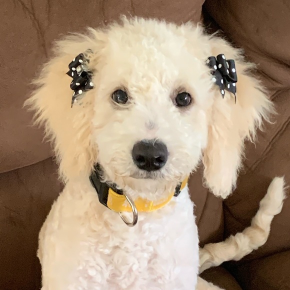 Meet your Posher, Rhonda - Picture 1 of 1